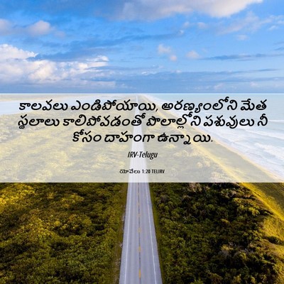 Picture 06 - యోవేలు 1:20 TELIRV - కాలవలు - Bible Verse Picture