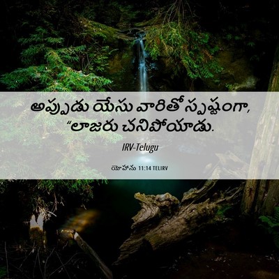 Picture 06 - యోహాను 11:14 TELIRV - అప్పుడు యేసు - Bible Verse Picture