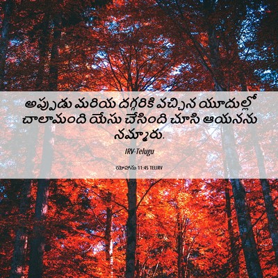 Picture 06 - యోహాను 11:45 TELIRV - అప్పుడు మరియ - Bible Verse Picture