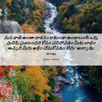 Picture 06 - యోహాను 11:50 TELIRV - మన జాతి అంతా నాశనం - Bible Verse Picture