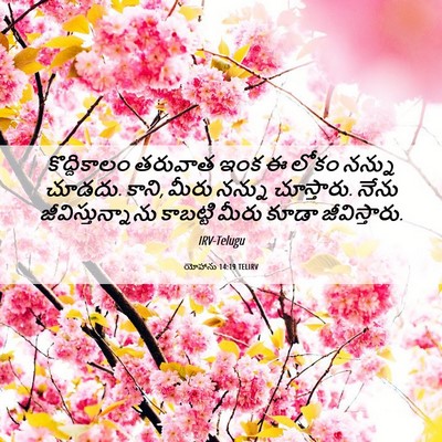 Picture 06 - యోహాను 14:19 TELIRV - కొద్దికాలం తరువాత - Bible Verse Picture