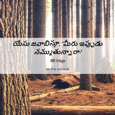 Picture 06 - యోహాను 16:31 TELIRV - యేసు జవాబిస్తూ, - Bible Verse Picture