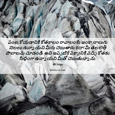 Picture 06 - యోహాను 4:35 TELIRV - పంట కోయడానికి - Bible Verse Picture
