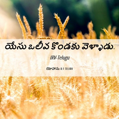 Picture 06 - యోహాను 8:1 TELIRV - యేసు ఒలీవ కొండకు - Bible Verse Picture