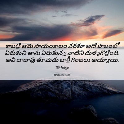Picture 06 - రూతు 2:17 TELIRV - కాబట్టి ఆమె - Bible Verse Picture