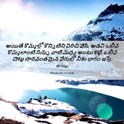 Picture 06 - రోమీయులకు 11:17 TELIRV - అయితే కొమ్మల్లో - Bible Verse Picture