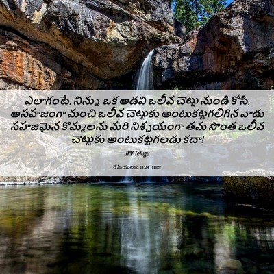 Picture 06 - రోమీయులకు 11:24 TELIRV - ఎలాగంటే, నిన్ను ఒక - Bible Verse Picture