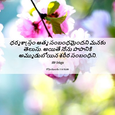 Picture 06 - రోమీయులకు 7:14 TELIRV - ధర్మశాస్త్రం ఆత్మ - Bible Verse Picture
