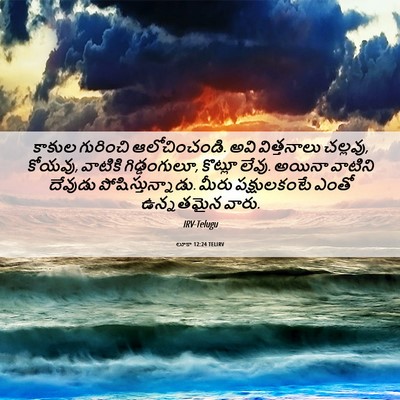 Picture 06 - లూకా 12:24 TELIRV - కాకుల గురించి - Bible Verse Picture