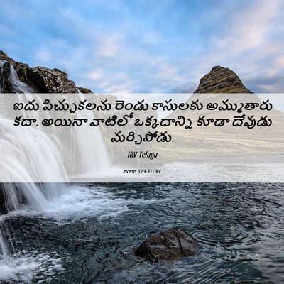 Picture 06 - లూకా 12:6 TELIRV - ఐదు పిచ్చుకలను - Bible Verse Picture