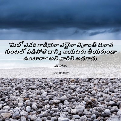 Picture 06 - లూకా 14:5 TELIRV - “మీలో ఎవరి - Bible Verse Picture