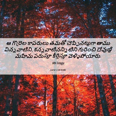 Picture 06 - లూకా 2:20 TELIRV - ఆ గొర్రెల కాపరులు - Bible Verse Picture
