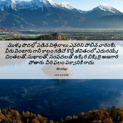 Picture 06 - లూకా 8:14 TELIRV - ముళ్ళ పొదల్లో - Bible Verse Picture