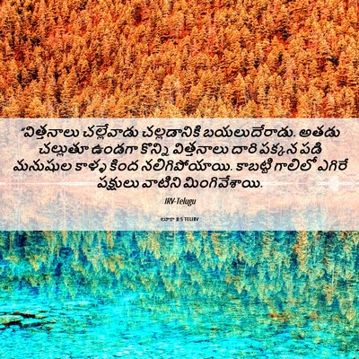 Picture 06 - లూకా 8:5 TELIRV - “విత్తనాలు - Bible Verse Picture