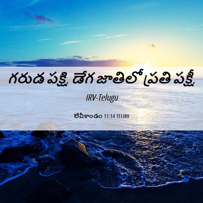 Picture 06 - లేవీకాండం 11:14 TELIRV - గరుడ పక్షి, డేగ - Bible Verse Picture