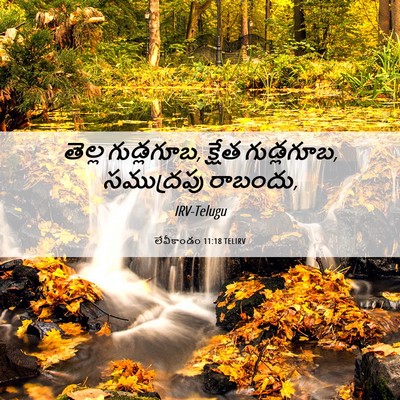 Picture 06 - లేవీకాండం 11:18 TELIRV - తెల్ల గుడ్లగూబ, - Bible Verse Picture