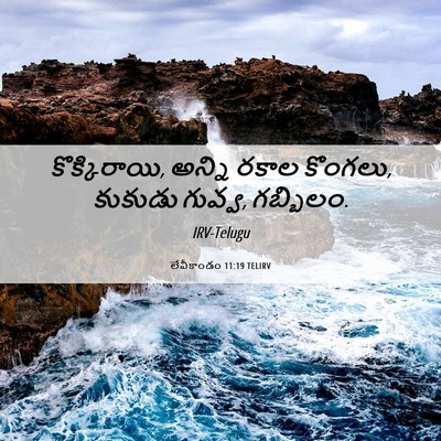 Picture 06 - లేవీకాండం 11:19 TELIRV - కొక్కిరాయి, అన్ని - Bible Verse Picture