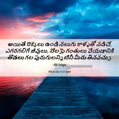 Picture 06 - లేవీకాండం 11:21 TELIRV - అయితే రెక్కలు - Bible Verse Picture