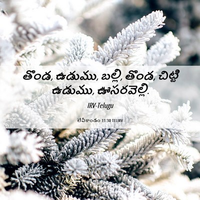 Picture 06 - లేవీకాండం 11:30 TELIRV - తొండ, ఉడుము, బల్లి, - Bible Verse Picture