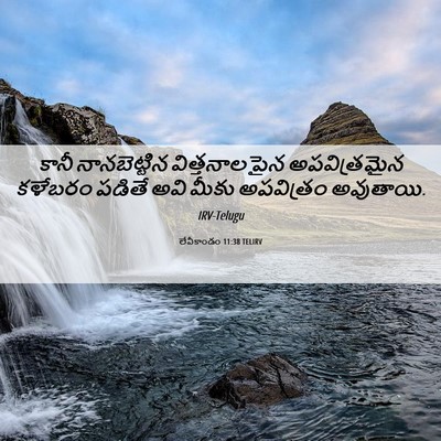 Picture 06 - లేవీకాండం 11:38 TELIRV - కానీ నానబెట్టిన - Bible Verse Picture