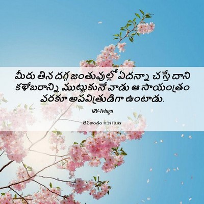 Picture 06 - లేవీకాండం 11:39 TELIRV - మీరు తిన దగ్గ - Bible Verse Picture