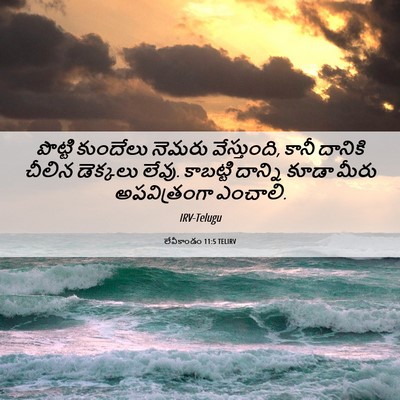 Picture 06 - లేవీకాండం 11:5 TELIRV - పొట్టి కుందేలు - Bible Verse Picture