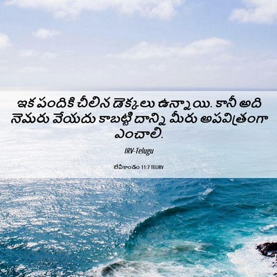 Picture 06 - లేవీకాండం 11:7 TELIRV - ఇక పందికి చీలిన - Bible Verse Picture