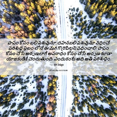 Picture 06 - లేవీకాండం 14:13 TELIRV - పాపం కోసం బలి - Bible Verse Picture