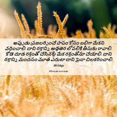 Picture 06 - లేవీకాండం 16:15 TELIRV - అప్పుడు - Bible Verse Picture