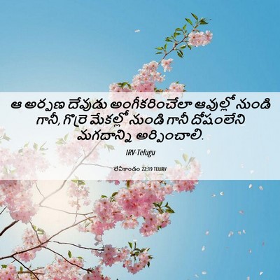 Picture 06 - లేవీకాండం 22:19 TELIRV - ఆ అర్పణ దేవుడు - Bible Verse Picture