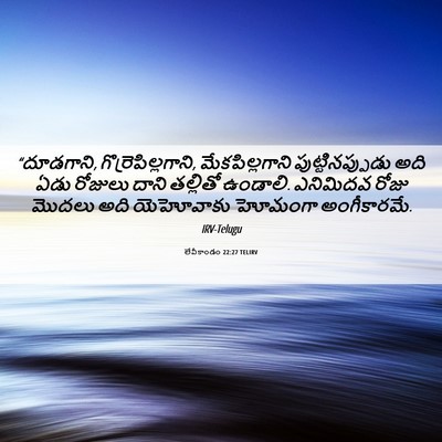 Picture 06 - లేవీకాండం 22:27 TELIRV - “దూడగాని, - Bible Verse Picture