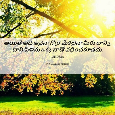 Picture 06 - లేవీకాండం 22:28 TELIRV - అయితే అది ఆవైనా - Bible Verse Picture