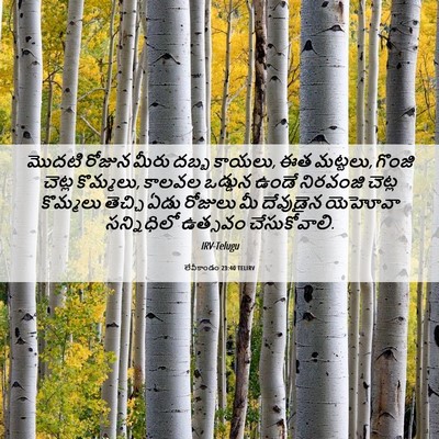 Picture 06 - లేవీకాండం 23:40 TELIRV - మొదటి రోజున మీరు - Bible Verse Picture