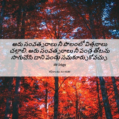 Picture 06 - లేవీకాండం 25:3 TELIRV - ఆరు సంవత్సరాలు నీ - Bible Verse Picture