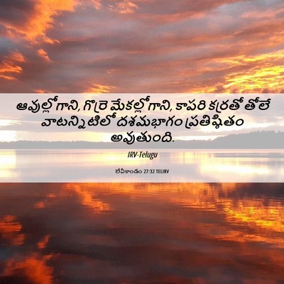Picture 06 - లేవీకాండం 27:32 TELIRV - ఆవుల్లోగాని, - Bible Verse Picture