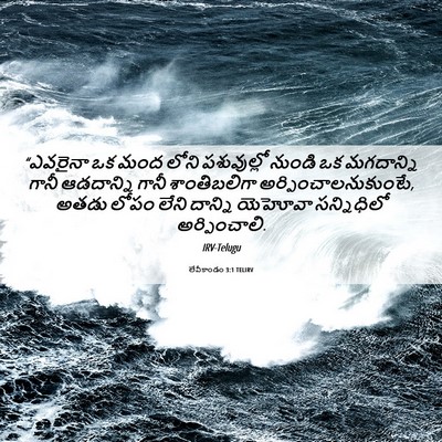 Picture 06 - లేవీకాండం 3:1 TELIRV - “ఎవరైనా ఒక మంద - Bible Verse Picture