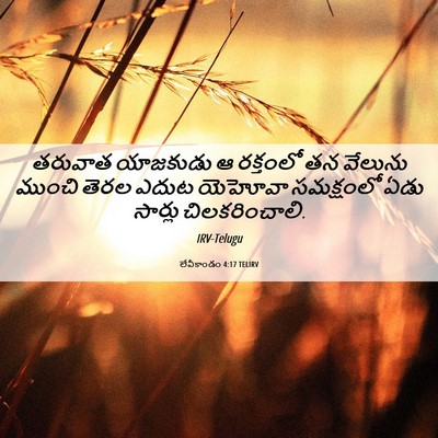 Picture 06 - లేవీకాండం 4:17 TELIRV - తరువాత యాజకుడు ఆ - Bible Verse Picture