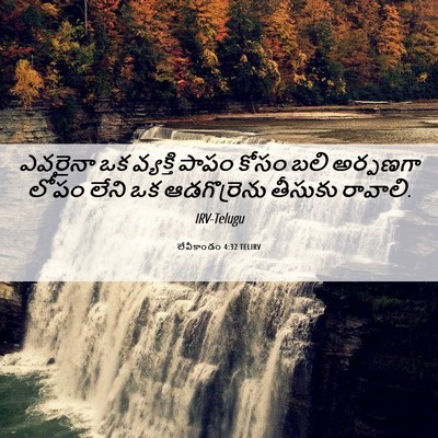 Picture 06 - లేవీకాండం 4:32 TELIRV - ఎవరైనా ఒక వ్యక్తి - Bible Verse Picture