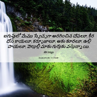 Picture 06 - సంఖ్యాకాండం 11:5 TELIRV - ఐగుప్తులో మేము - Bible Verse Picture