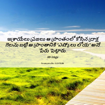 Picture 06 - సంఖ్యాకాండం 13:24 TELIRV - ఇశ్రాయేలు ప్రజలు - Bible Verse Picture