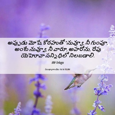 Picture 06 - సంఖ్యాకాండం 16:16 TELIRV - అప్పుడు మోషే - Bible Verse Picture