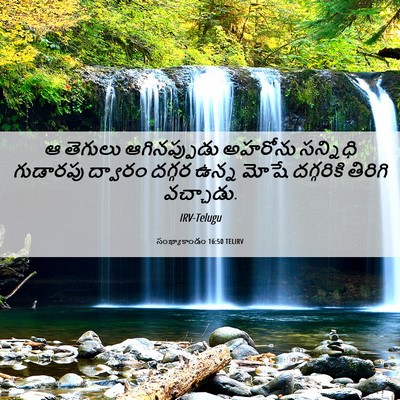 Picture 06 - సంఖ్యాకాండం 16:50 TELIRV - ఆ తెగులు - Bible Verse Picture