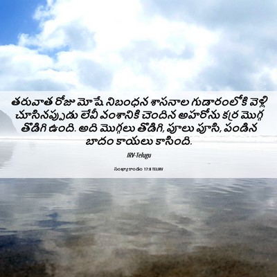 Picture 06 - సంఖ్యాకాండం 17:8 TELIRV - తరువాత రోజు మోషే - Bible Verse Picture