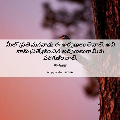 Picture 06 - సంఖ్యాకాండం 18:10 TELIRV - మీలో ప్రతి మగవాడు - Bible Verse Picture