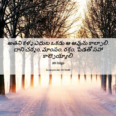 Picture 06 - సంఖ్యాకాండం 19:5 TELIRV - అతని కళ్ళ ఎదుట - Bible Verse Picture