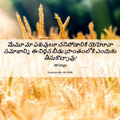 Picture 06 - సంఖ్యాకాండం 20:4 TELIRV - మేమూ మా పశువులూ - Bible Verse Picture