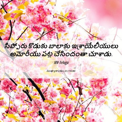 Picture 06 - సంఖ్యాకాండం 22:2 TELIRV - సిప్పోరు కొడుకు - Bible Verse Picture
