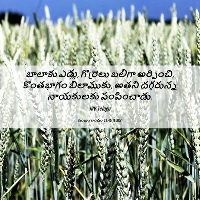 Picture 06 - సంఖ్యాకాండం 22:40 TELIRV - బాలాకు ఎడ్లు, - Bible Verse Picture