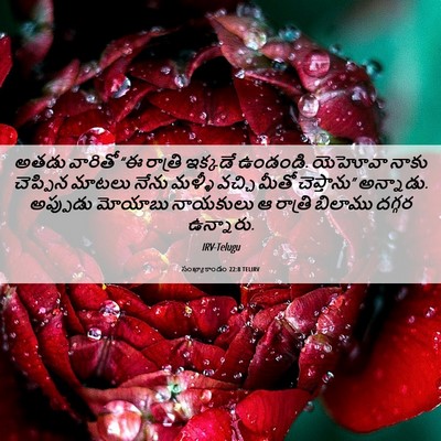 Picture 06 - సంఖ్యాకాండం 22:8 TELIRV - అతడు వారితో “ఈ - Bible Verse Picture