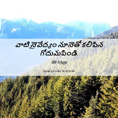 Picture 06 - సంఖ్యాకాండం 28:20 TELIRV - వాటి నైవేద్యం - Bible Verse Picture